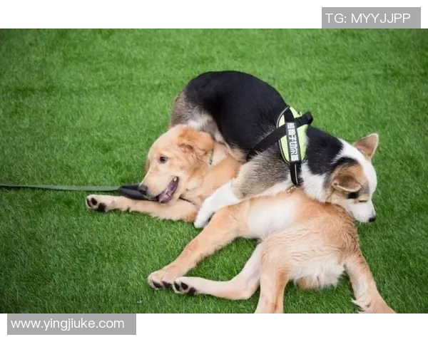 足球明星与爱犬共度欢乐时光展现温馨友谊与运动精神